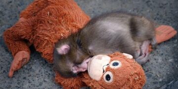 IKEA’s DJUNGELSKOG and Punch